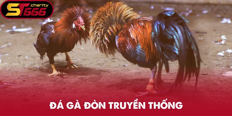 Đá gà đòn truyền thống chiến đấu thuần túy không cựa kim loại