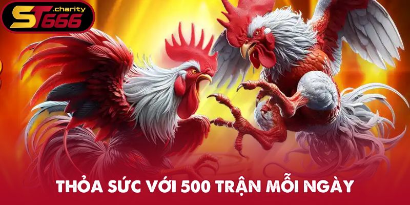 Đá gà ST666 thỏa sức người chơi với 500 trận mỗi ngày