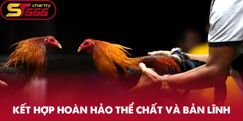 Chiến kê đẳng cấp là kết hợp hoàn hảo giữa thể chất và bản lĩnh