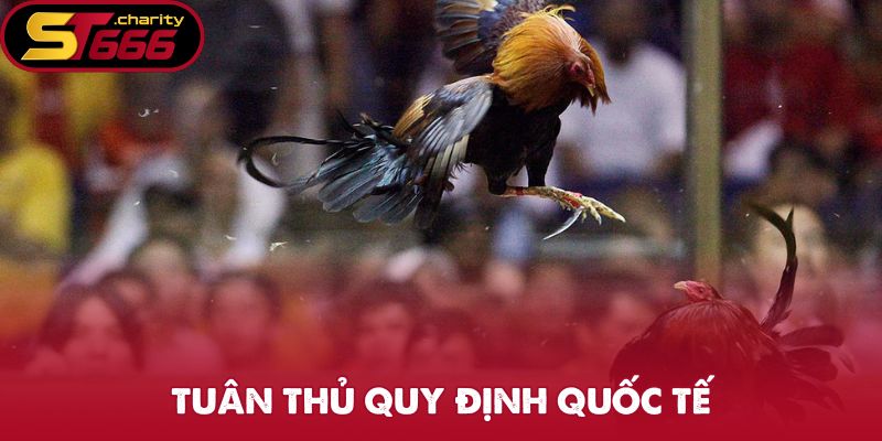 Nhà cái tuân thủ quy định chung của quốc tế