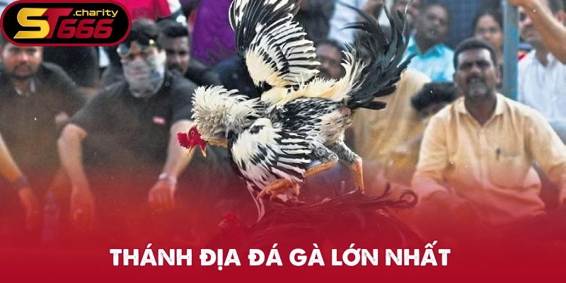 Thánh địa đá gà lớn nhất là tại Campuchia