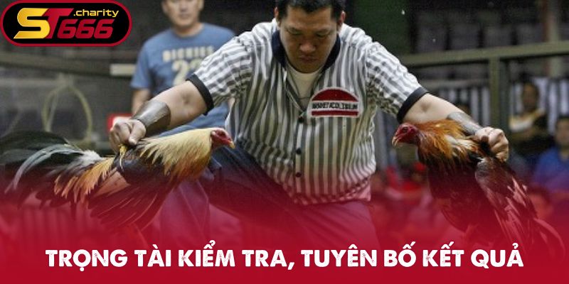 Trọng tài kiểm tra, tuyên bố kết quả theo luật đá gà