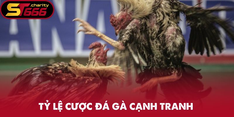 Tỷ lệ cược đá gà Campuchia cạnh tranh 
