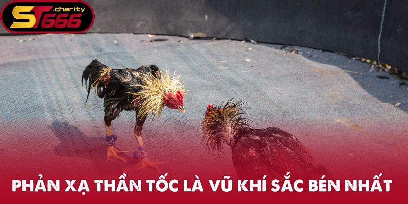 Phản xạ thần tốc là vũ khí của chiến kê đá gà cựa sắt 